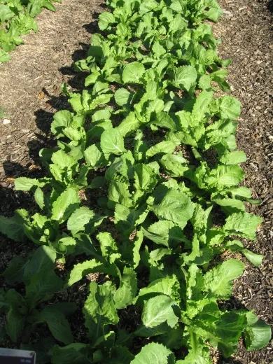 Cornet de Bordeaux, Bio