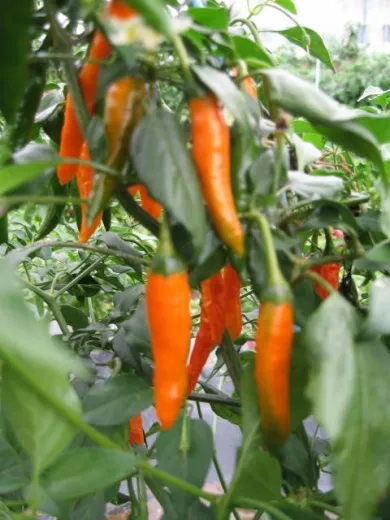 Criola Sella, Bio Criola Sella, Bio