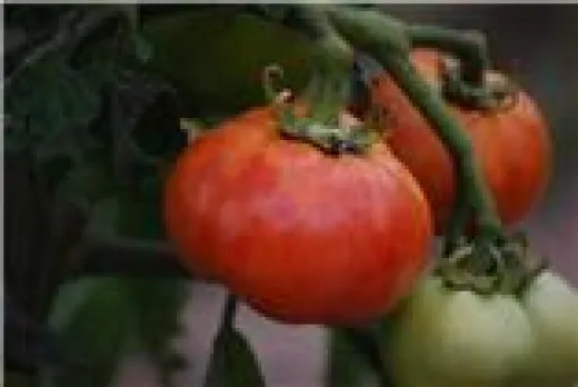 Délicate, Bio Délicate, Bio