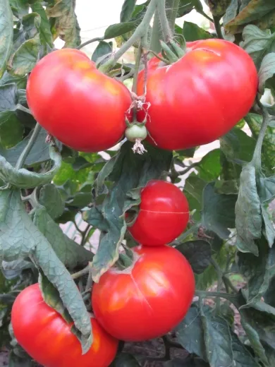 Double rich, Bio, Mini-Pack Double rich, Bio, Mini-Pack