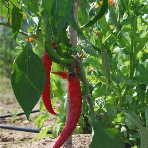 Doux long des Landes