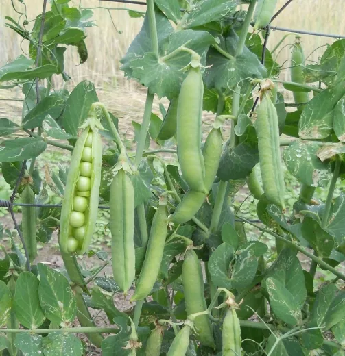 Dr. Becker Nr. 3, Bio Dr. Becker Nr. 3, Bio