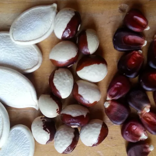 Drei Schwestern bunt, Bio