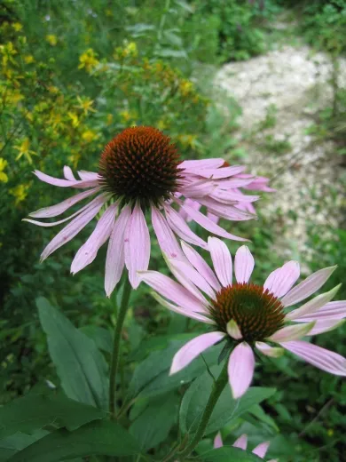 Echinacea, Bio
