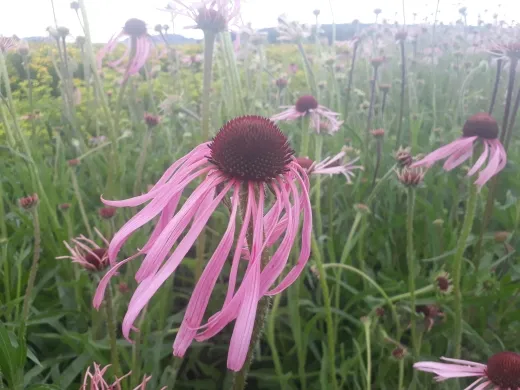 Sonnenhut, Echinacea, Bio