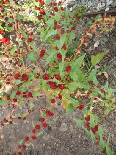 Echter Erdbeerspinat, Bio Echter Erdbeerspinat, Bio