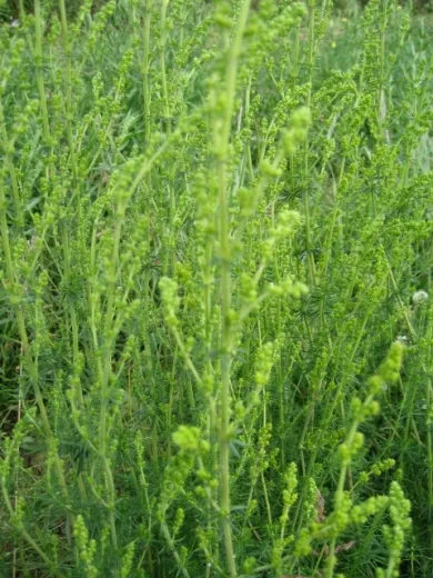 Echtes Labkraut, Bio