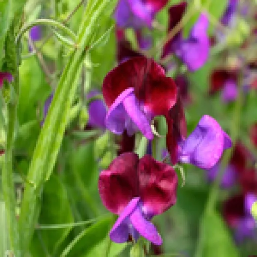 Edelwicke Cupani, Bio Edelwicke Cupani, Bio