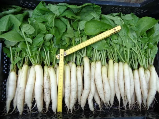 Eiszapfen, Bio, Mini-Pack Eiszapfen, Bio, Mini-Pack