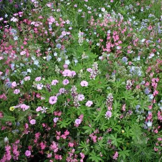 Elfengarten-Mix, Bio