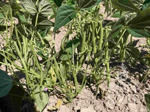 Elmoro, Bio Elmoro, Bio