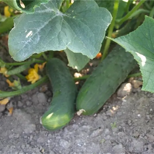 Englische Gurke, Bio