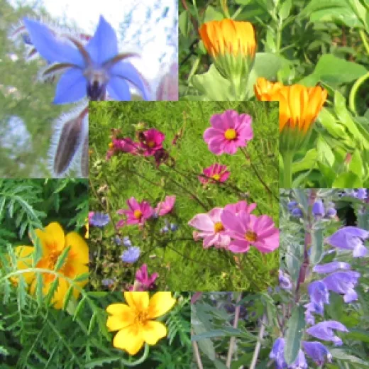 Essbare Blüten-Mix, einjährig, Bio Essbare Blüten-Mix, einjährig, Bio