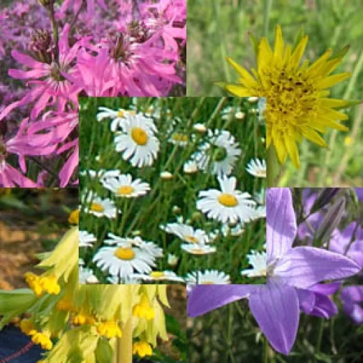 Essbare Blüten-Mix, mehrjährig, Bio Essbare Blüten-Mix, mehrjährig, Bio