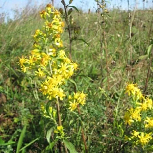 Europäische Goldrute, Bio