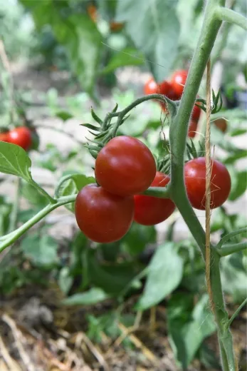 Extra Early, Bio Extra Early, Bio