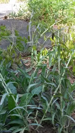 Färberwaid, Bio Färberwaid, Bio