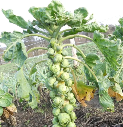 Fest & Viel, Bio, Mini-Pack