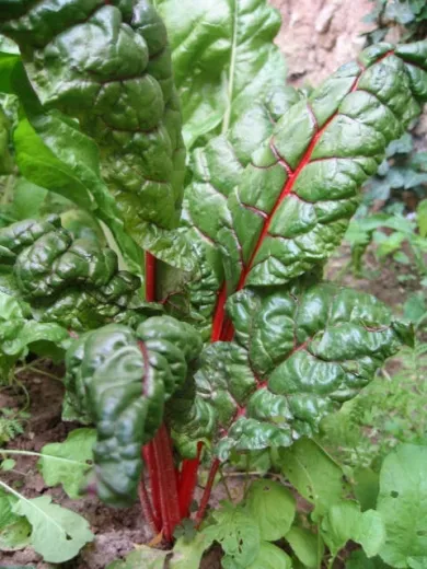 Feurio, Bio Feurio, Bio