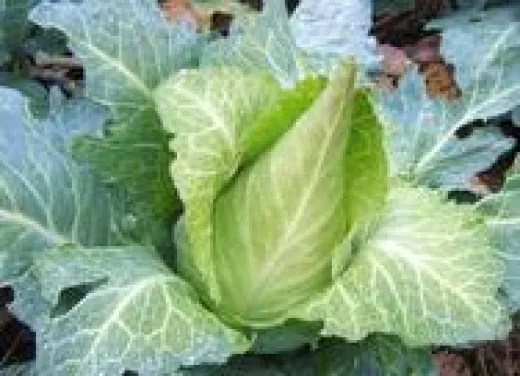 Filderkraut, Bio, Vorteilspack Filderkraut, Bio, Vorteilspack