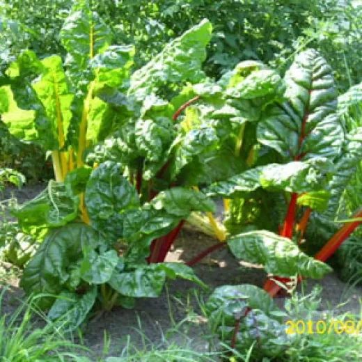 Five Colours, Bio, Mini-Pack