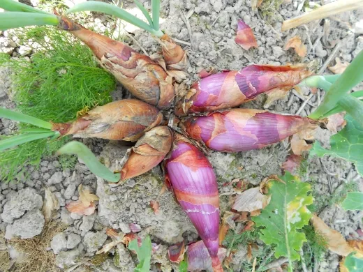 Florentiner Rose, Bio, Mini-Pack Florentiner Rose, Bio, Mini-Pack