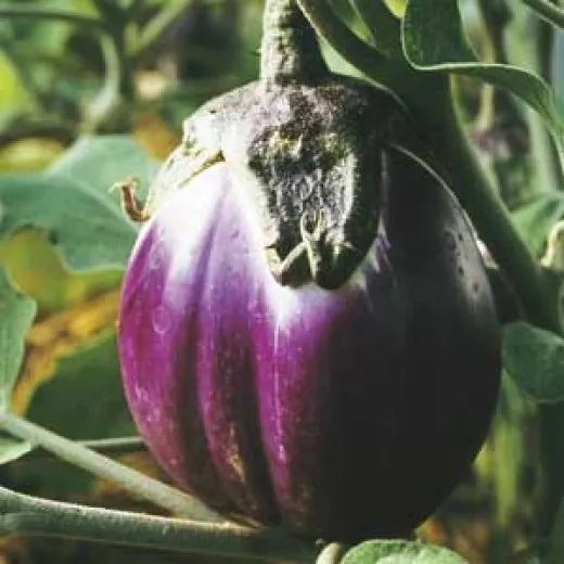 Florentinische Aubergine, Bio Florentinische Aubergine, Bio