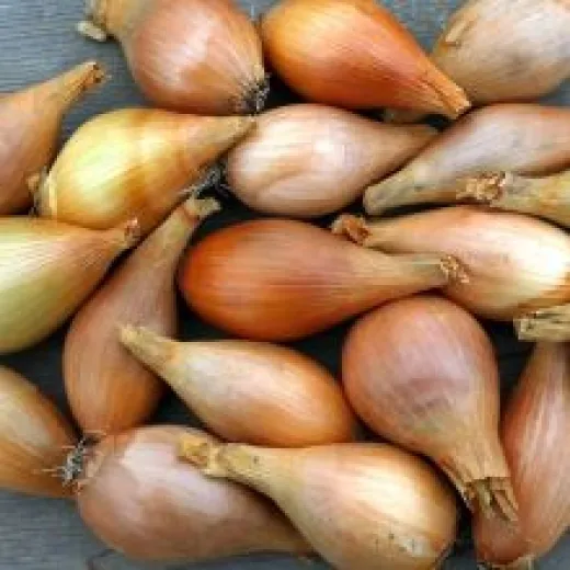 Fränkische Birnenförmige, Bio