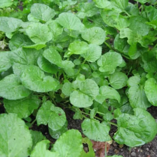 Frühlings-Barbarakraut, Bio