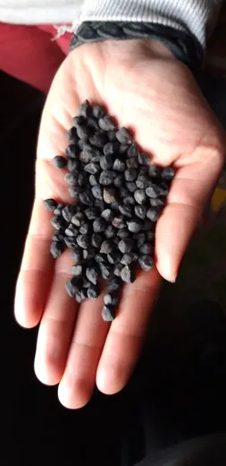 Garbanzo darro Granada, Mini-Pack Garbanzo darro Granada, Mini-Pack