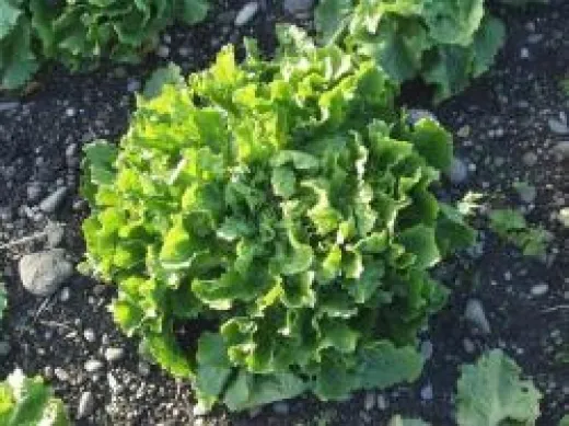 Géante Maraichère, Bio Géante Maraichère, Bio