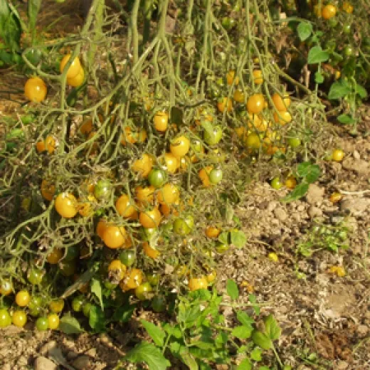 Gelbe Cherry, Bio Gelbe Cherry, Bio