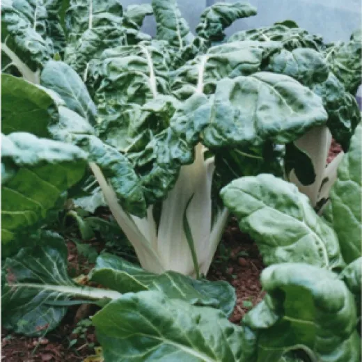 Genfer Krautstiel, Bio