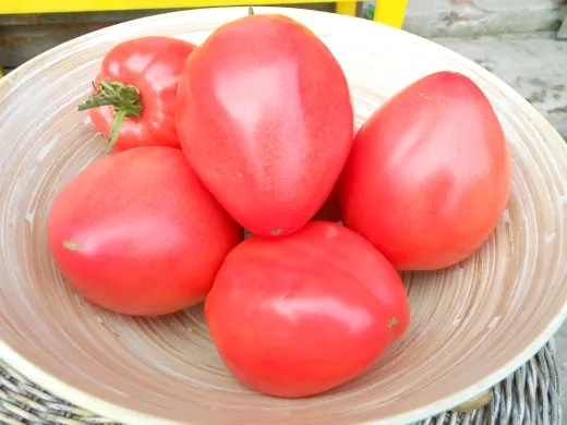 Gigant, Bio Gigant, Bio