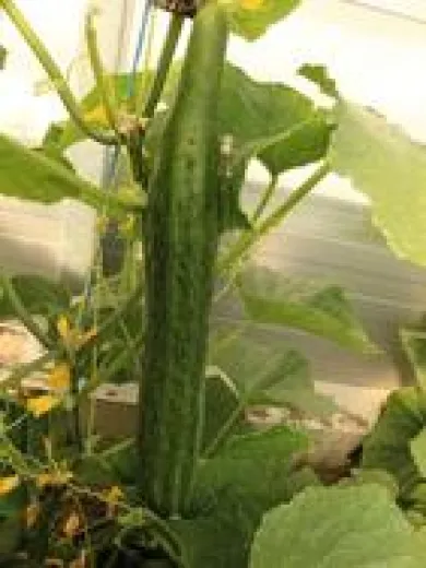 GinGin, Bio GinGin, Bio