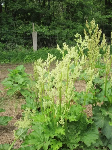 Glaskins Perpetual, Bio