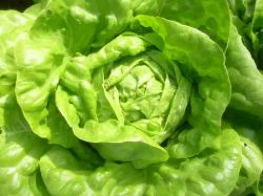 Gloire de Nantes, Bio