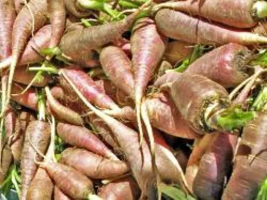 Gniff, Bio Gniff, Bio