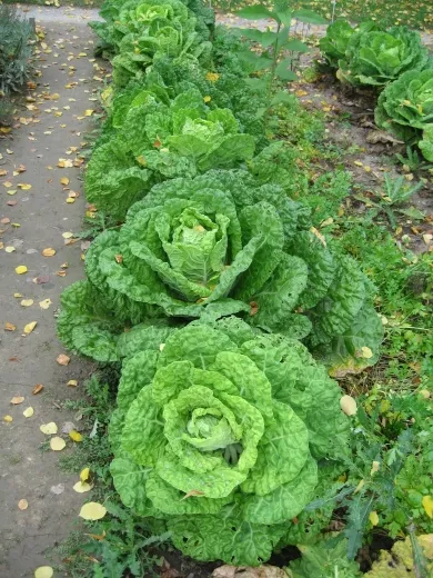 Goldberg, Bio Goldberg, Bio