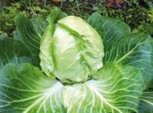 Golden Acre, Bio Golden Acre, Bio