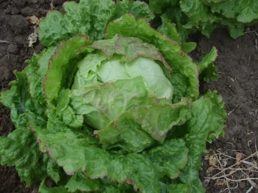 Grazer Krauthäuptl, Bio, Mini-Pack Grazer Krauthäuptl, Bio, Mini-Pack