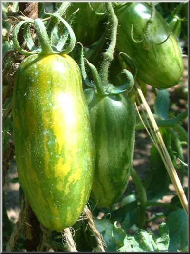 Green Sausage, Bio Green Sausage, Bio