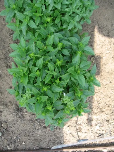 Griechisches Busch-Basilikum, Bio