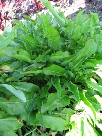 Großer aus Belleville, Bio