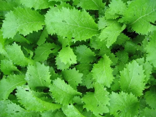 Grün im Schnee, Bio