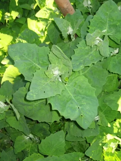 Grüne Gartenmelde, Bio