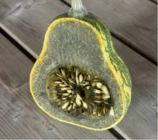 Grüner Butternut, Bio