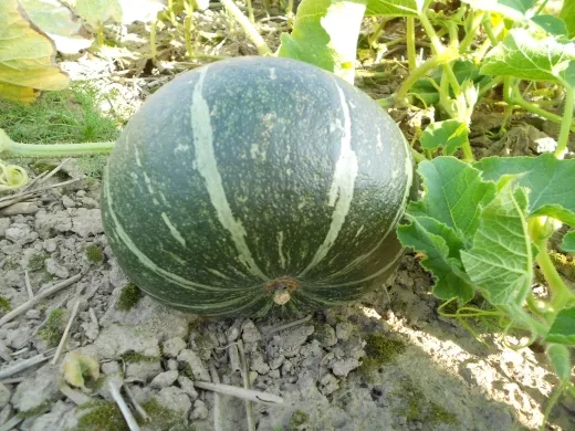 Grüner Hokkaido, Bio, Mini-Pack Grüner Hokkaido, Bio, Mini-Pack