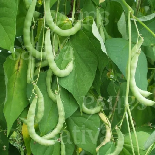 Grünes Posthörnchen, Bio