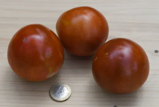 Gustus, Bio Gustus, Bio